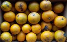 訳あり 加工用 オレンジ 約10kg 農薬不使用 自家製 皮に難点あり_画像1