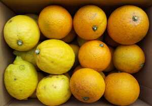 訳あり 加工用 オレンジ レモン 約3kg 詰め合わせ 農薬不使用 自家製