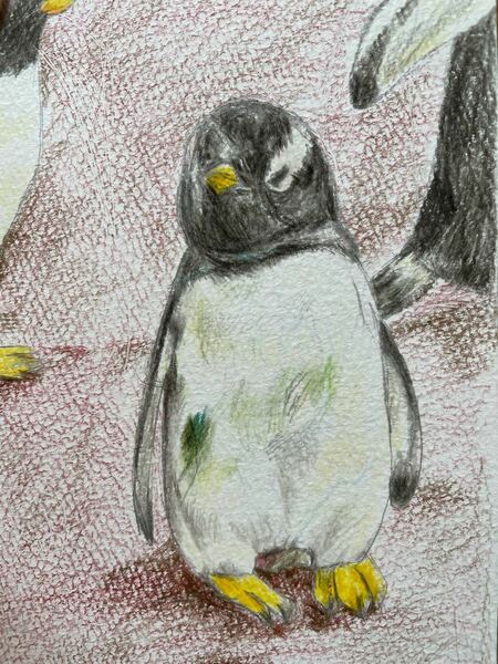 色鉛筆画　ポストカード　ペンギン　ぺんぎん　原画　絵画