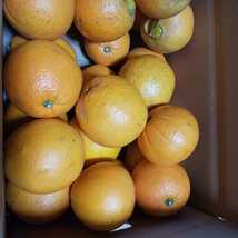 ◆和歌山◆国産ネーブルオレンジ ７キロ◆ 有機肥料◆大きさ色々　家庭用　_画像5