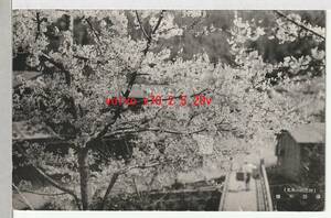 ◆戦前　台湾　絵葉書　『阿里山　満開の櫻』　絵はがき　絵はかき