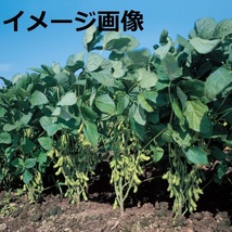 野菜の種 【枝豆の種】北海道産 2020年採取 約30グラム80粒 送料無料 他の種との同梱一律84円で発送_画像3