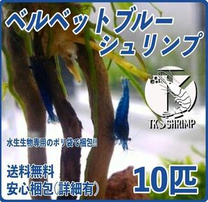 【TKシュリンプ】(宅急便 送料無料) ベルベットブルーシュリンプ 10匹 / カラーミナミヌマエビ ブルーチェリーシュリンプ メダカ 金魚