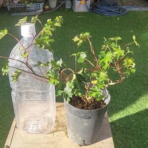 『アイビー(ヘデラ)・アイリッシュレース?』現品 4号鉢植え 土付き抜き苗 つる性植物 観葉植物