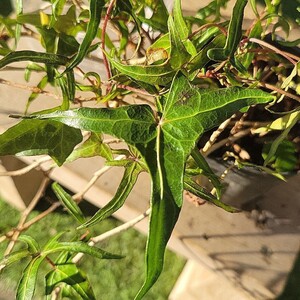 『アイビー(ヘデラ)・ヘスター?』3号ロングポット苗 土付き抜き苗 つる性植物 観葉植物