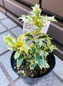 班入ヒイラギ苗木 五色柊(ゴシキヒイラギ)