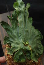 （◎＿◎；）★ Platycerium wandae (Dwarf) ★★★★板付け★★★★★_画像3