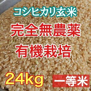 完全無農薬有機栽培 24キロ 『一等米』令和3年 新米 コシヒカリ玄米 美味しい実家のお米 発芽玄米になります！送料無料！