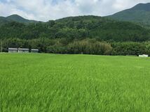 完全 無農薬 有機栽培 5キロ『一等米』令和3年 新米 コシヒカリ 玄米　発芽玄米になります 精米 送料無料 無除草剤 無化学肥料 農家直送_画像9
