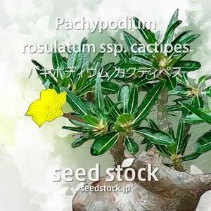 パキポディウムの種 カクチペス Pachypodium cactipes 50個
