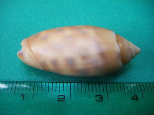 天然採取の貝殻　「サツマビナガイ」　標本Ｓ１１　超美品