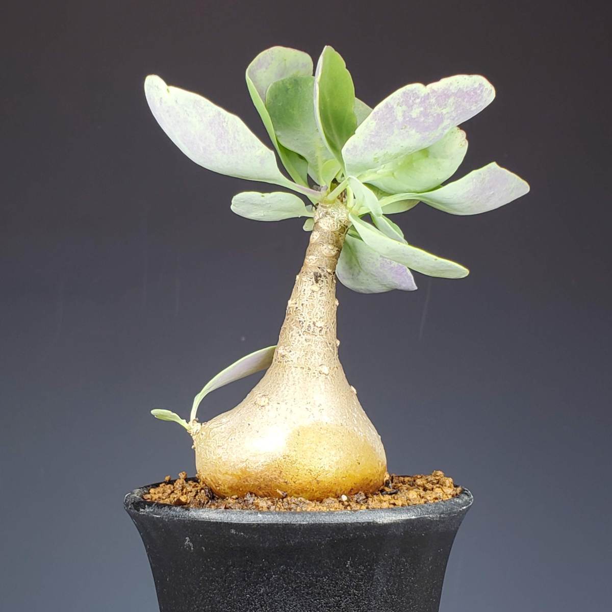 シルバー金具 現地球 オトンナレトロルサ コーデックス - 植物/観葉植物