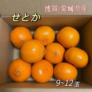 せとか　佐賀/愛媛県産　9～12玉　約2kg 柑橘　みかん