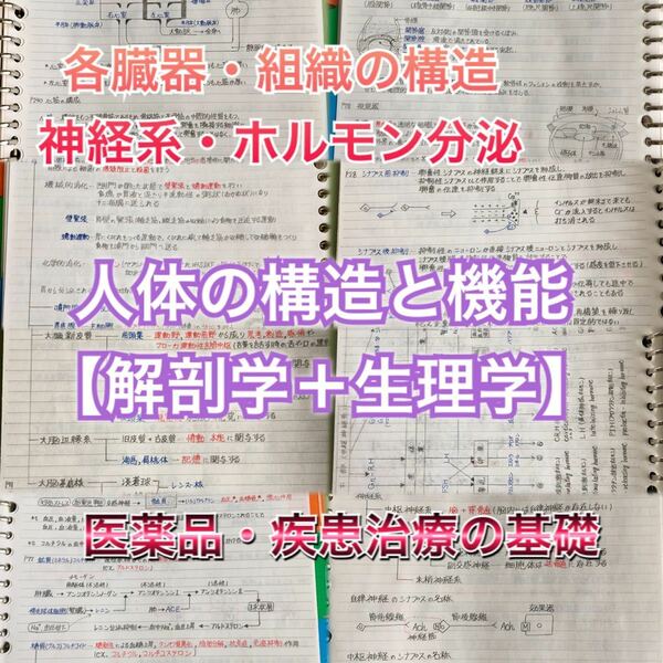 薬剤師国家試験、CBT、薬学部定期試験対策【解剖学+生理学A】まとめノートセット