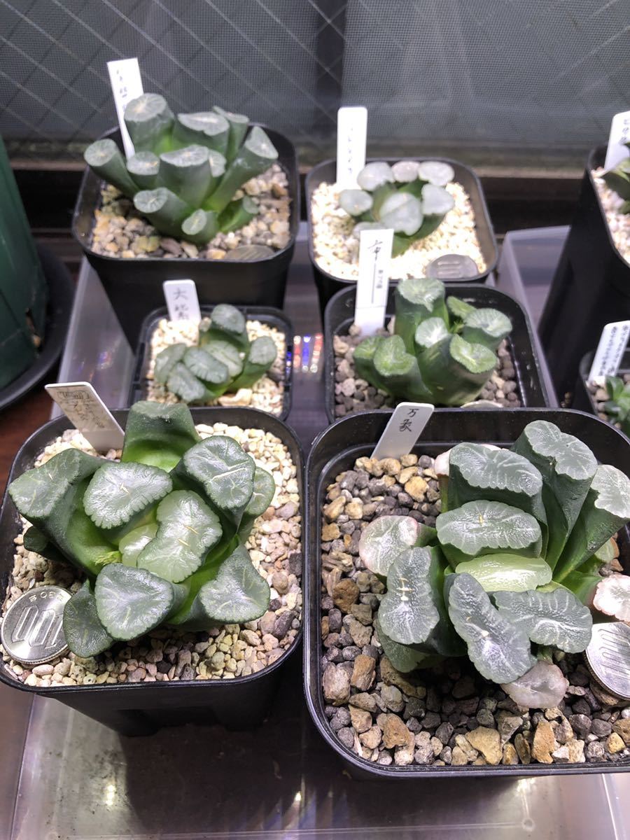 ディーラー販売 多肉植物 ハオルチア まとめて 24点 万象 オブツーサ ピクタ 臥牛 親苗多数 サボテン 売買されたオークション情報 Yahooの商品情報をアーカイブ公開 オークファン Aucfan Com セールクリアランス Www Advance Real Co Jp