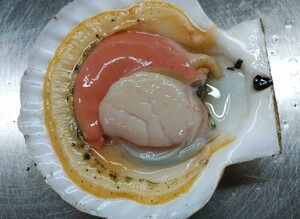 野付産　１枚３５０ｇ～２５０ｇ天然殻付き　大ホタテ貝 １５枚　北海道　道東