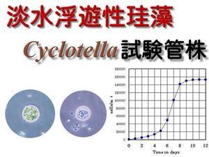 淡水浮遊性珪藻Cyclotella試験管株