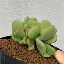 ケラリア ピグマエア 実生　雌雄不明　Ceraria pygmaea（塊根植物 コーデックス 多肉植物　観葉植物）_画像5