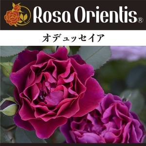 ロサ　オリエンテスの　オデュッセイア大苗６号鉢　薔薇　バラ　ローズ
