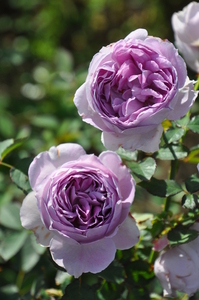 予約販売　ロサオリエンテス　NEW　リラ大苗６号鉢　薔薇　ブルーローズ　4月中旬にお送りします