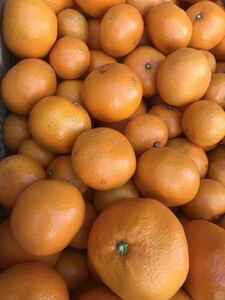 36 格安スタート　S Mサイズ　和歌山県産　有田みかん 産地直送 10kg 甘い　オレンジ　売り切り
