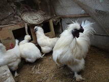 白烏骨鶏の孵化用有精卵１０個_画像1
