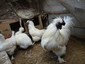 白烏骨鶏の孵化用有精卵１０個