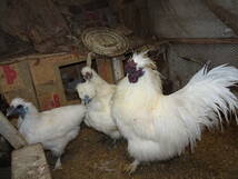 白烏骨鶏の孵化用有精卵１０個_画像2