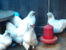 白烏骨鶏の孵化用有精卵１０個_画像4