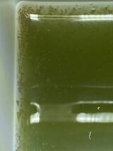 生クロレラ粉末化商品 クロレラ水30ml分×2 タマミジンコ ワムシ ゾウリムシ培養 めだか飼育水 グリーンウォーター ビール酵母 取り扱い_画像9