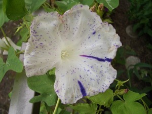 大輪朝顔　青斑入蝉葉紫吹掛絞多曜咲　種子　5粒　自家採種
