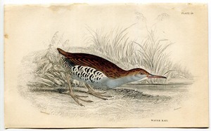 1839年 Jardine 鋼版画 手彩色 Pl.28 クイナ科 クイナ属 クイナ Water Rail 博物画