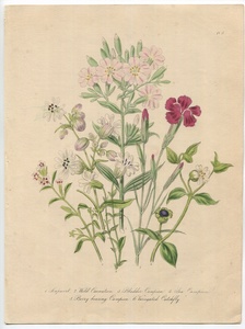 1846年 Loudon 英国の野草 手彩色 Pl.17 ナデシコ科 サボンソウ カーネーション シラタマソウ ナンバンハコベ マンテマなど6種