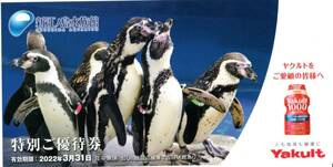 新江の島水族館　特別優待券　有効期限3月31日
