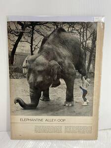 1965年2月26日号LIFE誌広告切り抜き【elephant ゾウ】アメリカ買い付け品60sビンテージUSA