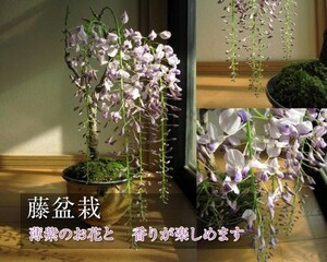 盆栽 人気 藤盆栽　香りと　お花の　贈り物 毎年春に開花　和物盆栽　した゜れ藤