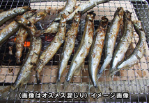 【1円～】ノルウェー産カラフトししゃも(オス)90-100尾［1.5ｋｇ］【冷凍】（鳥取加工）シシャモ_画像2