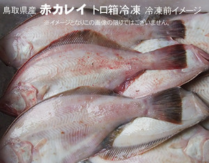鳥取県産 赤カレイ 800ｇ×8匹 [トロ箱冷凍] 2022年1月水揚げ マガレイ あかかれい 1箱で出荷・他商品は同梱不可