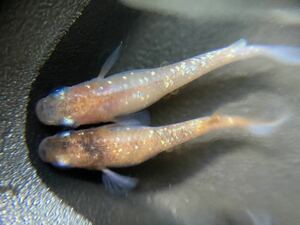非透明鱗三色ラメメダカ　有精卵　15個