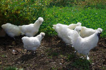 【孵化用】多産系烏骨鶏 有精卵 15個_画像6