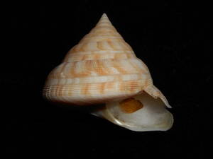 貝　貝殻 ヤサヒメオキナエビス