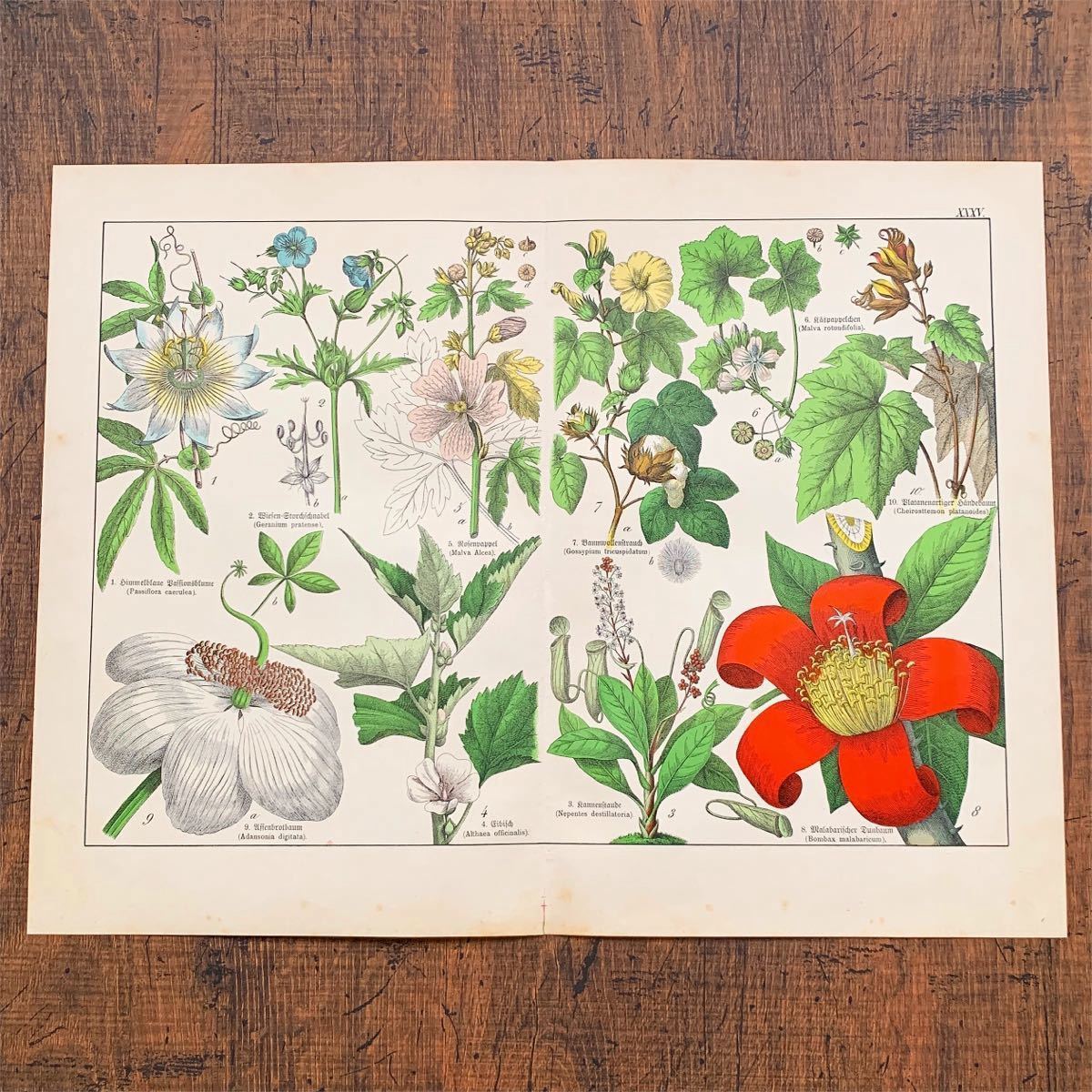 新商品!新型 Blumen Fibel 全2冊 植物画 図鑑 ドイツ アンティーク古書 