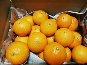 送料込み1円スタート！！☆愛果28号(紅まどんな同品種)高級柑橘！約4、6キロ入り