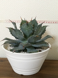 アガベ 雷神 多肉植物 プレゼント Agave Potatorum アガベ ポタトルム アガベ ライジン 多肉植物 6号鉢付き