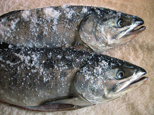 北海道　熟成 新巻鮭 ２．０ｋｇ前後切り身カット
