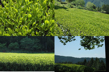 2021年新茶　基本送料無料　川根やぶきた茶　1Kg　浅蒸し無農薬 煎茶・有機栽培_画像3