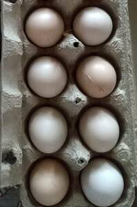 黒 烏骨鶏 卵8個（割れ保障２個含む) 有精卵 うこっけい 有精卵 孵化用・食用 産みたて 高栄養 格安 お買い得 売り切り 黒烏骨鶏