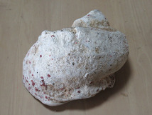 ヤコウガイ 夜光貝 ヤコウ貝　1.31kg　デジタル量り 貝殻 蓋なし 72_画像2