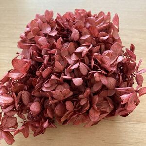 大地農園 ソフトピラミッドアジサイ・ヘッド ナチュラルピンク 【半量】