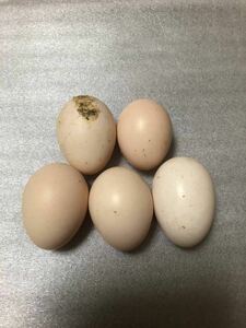 チャボMIX 種卵 ５個